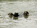 Spolo�n� k�panie